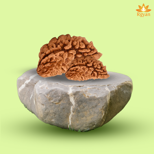 Rgyan 1 Mukhi-Half-Moon Rudraksha Nepal Origin(Medium Size)