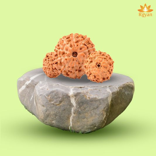 10 Mukhi Rudraksha – Indonesia
