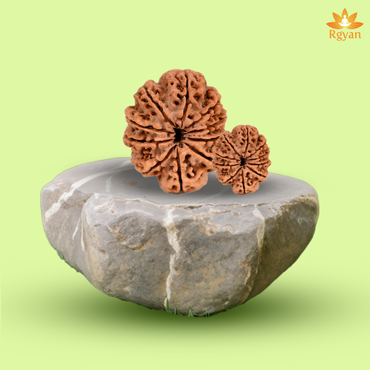 10 Faced Nepali Rudraksha - 10 Mukhi