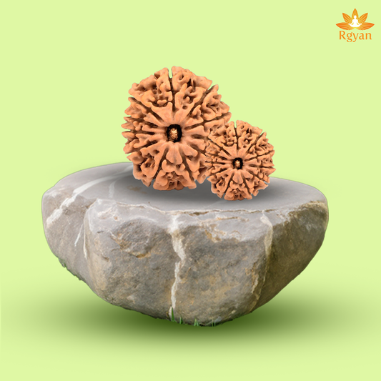 11 Faced Nepali Rudraksha - 11 Mukhi