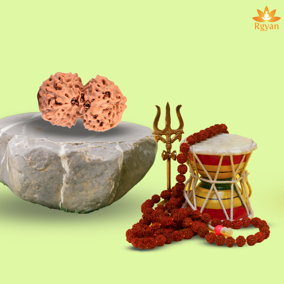 12 Mukhi Gauri Shankar Rudraksha – Indonesia