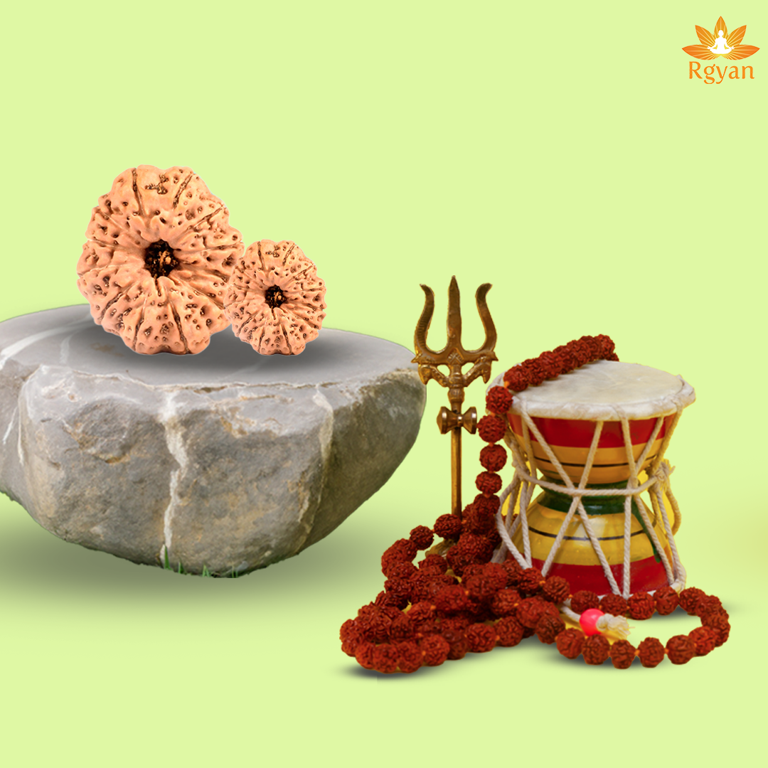 12 Mukhi Rudraksha – Indonesia