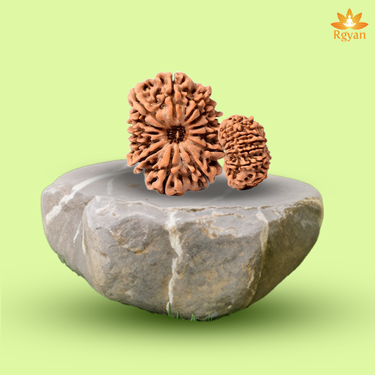 13 Faced Nepali Rudraksha - 13 Mukhi