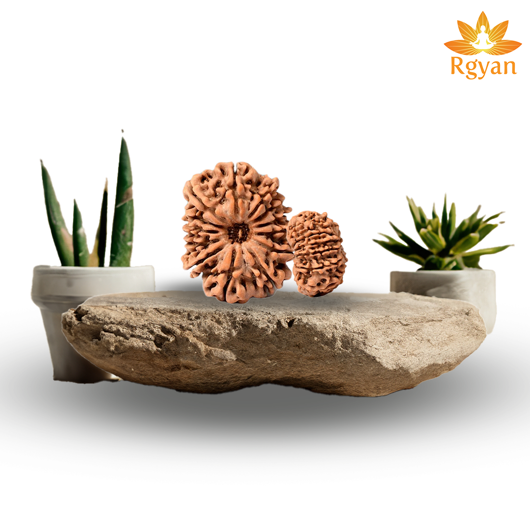 13 Faced Nepali Rudraksha - 13 Mukhi
