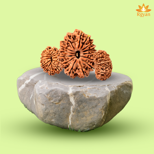 14 Faced Nepali Rudraksha - 14 Mukhi