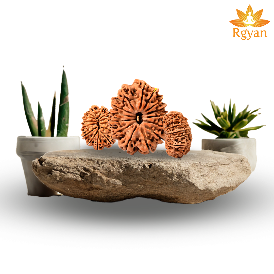 14 Faced Nepali Rudraksha - 14 Mukhi