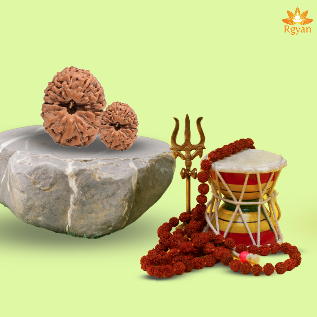 14 Mukhi Rudraksha – Indonesia