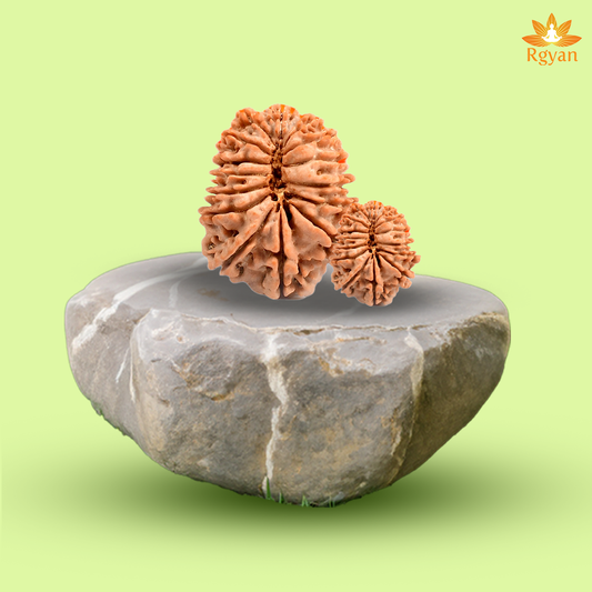 15 Faced Nepali Rudraksha - 15 Mukhi