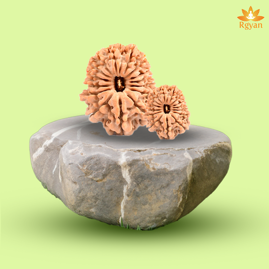 15 Faced Nepali Rudraksha - 15 Mukhi