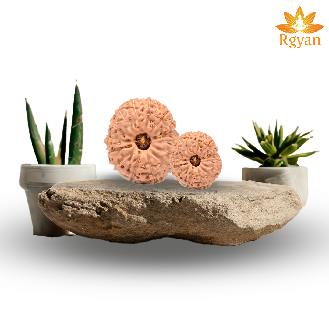 15 Mukhi Rudraksha – Indonesia