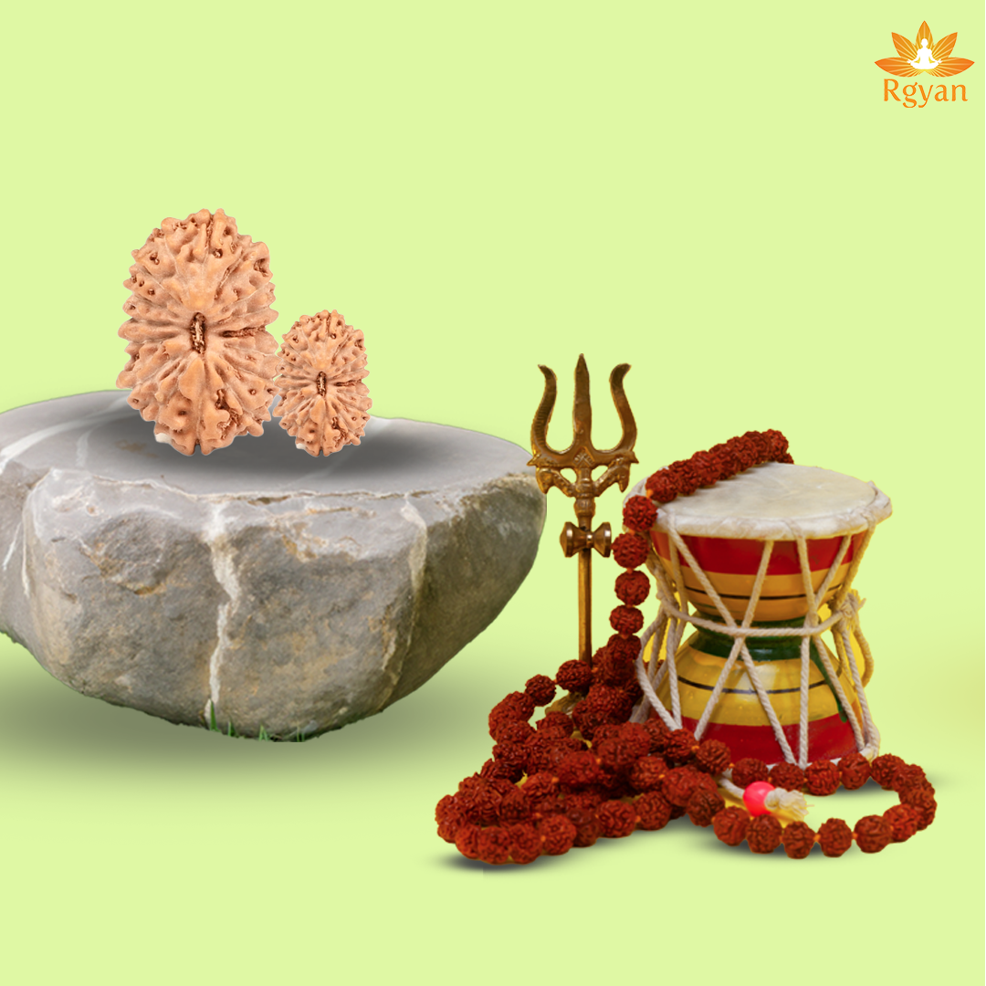 16 Mukhi Rudraksha – Indonesia