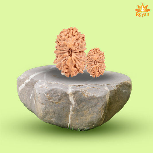16 Mukhi Rudraksha – Indonesia