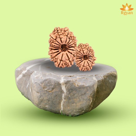 17 Faced Nepali Rudraksha - 17 Mukhi