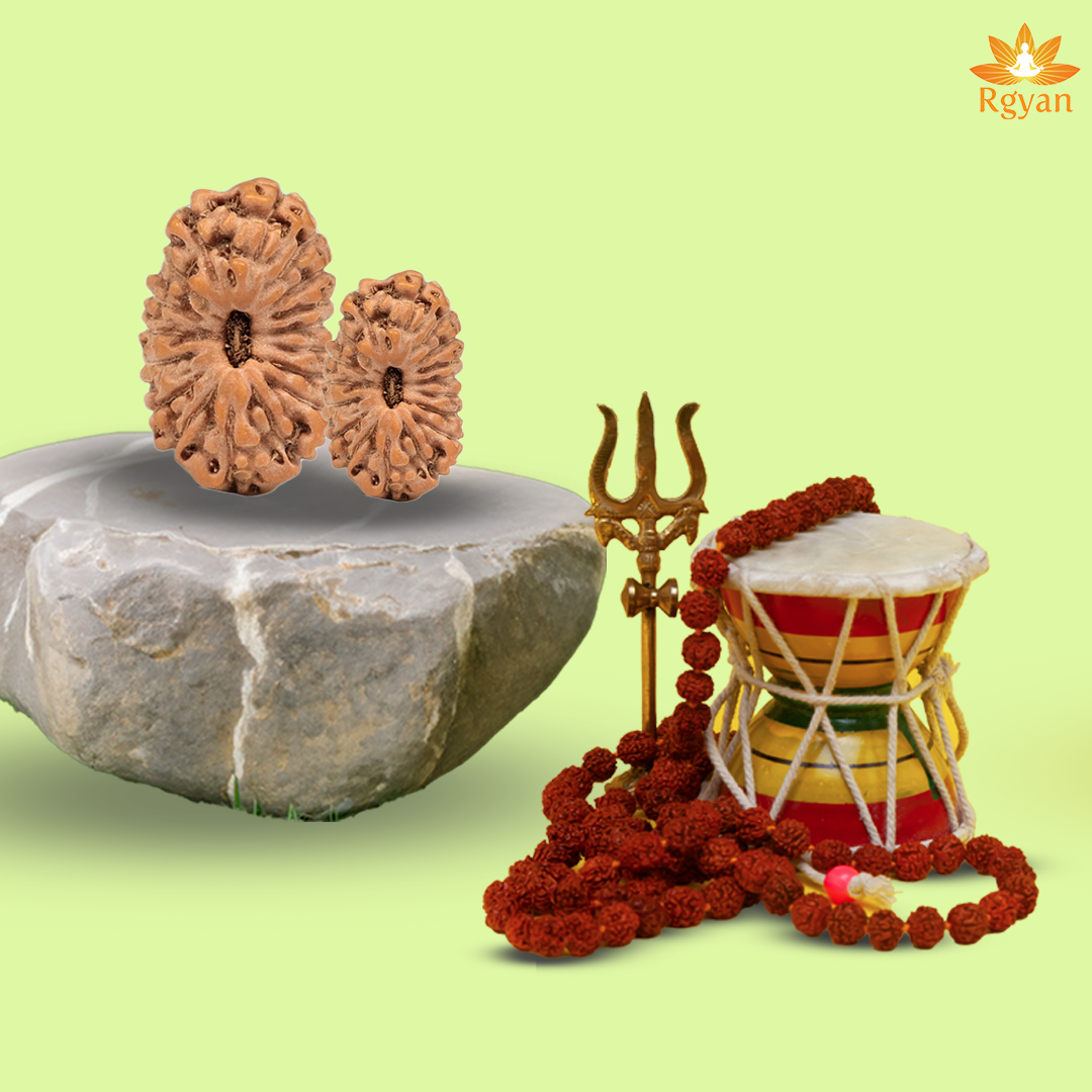 17 Mukhi Rudraksha – Indonesia
