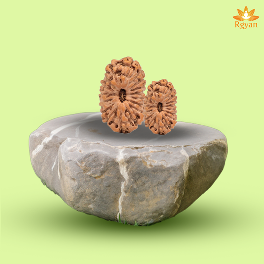17 Mukhi Rudraksha – Indonesia