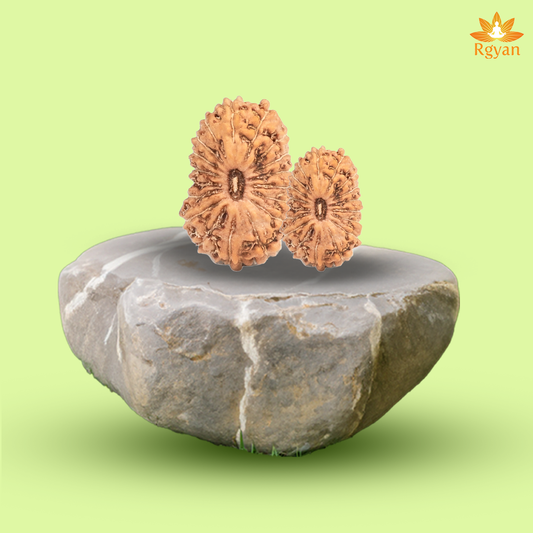 18 Mukhi Rudraksha – Indonesia