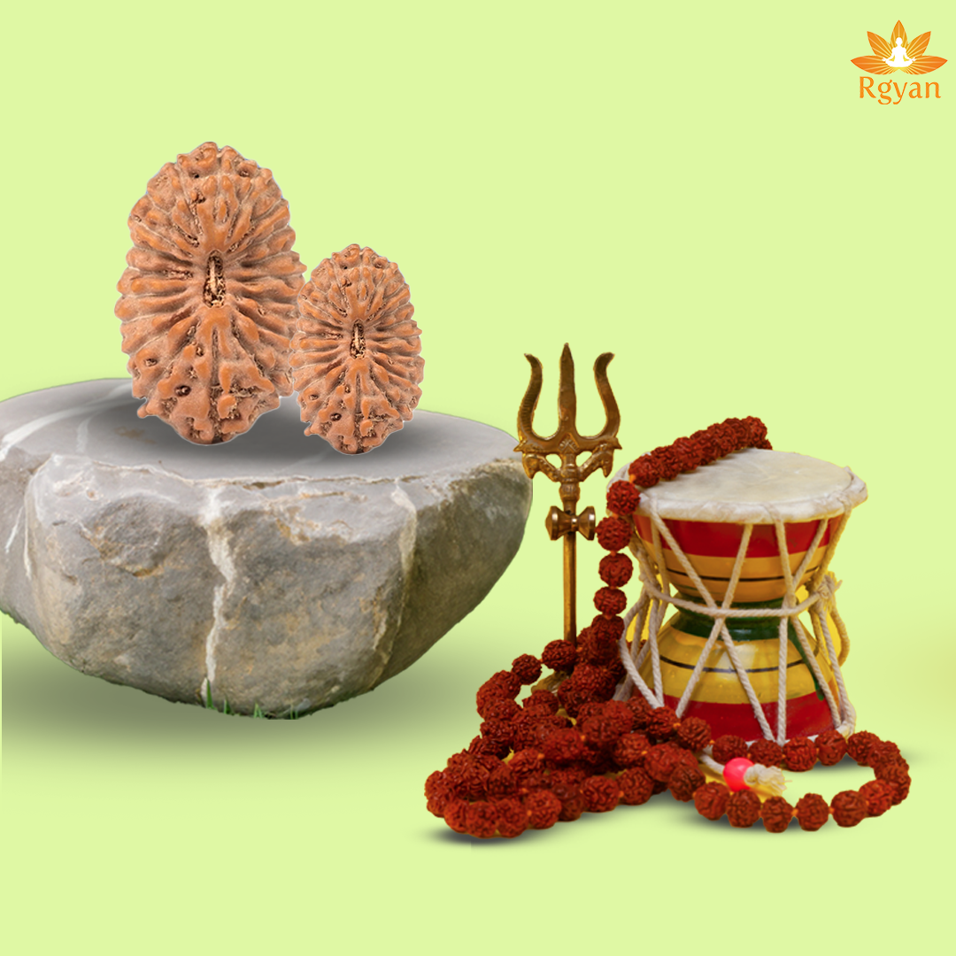 19 Mukhi Rudraksha – Indonesia