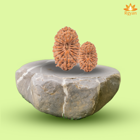 19 Mukhi Rudraksha – Indonesia