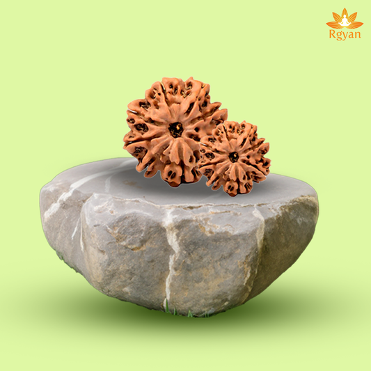 8 Faced Nepali Rudraksha - 8 Mukhi