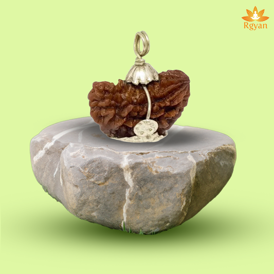1 Mukhi, 1 Faced Rudraksha – Indian(Kaju Shaped Indian Origin) Silver Capping