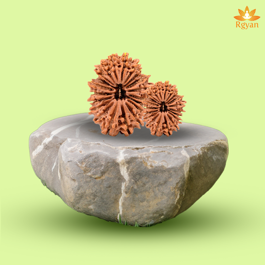 20 Faced Nepali Rudraksha - 20 Mukhi