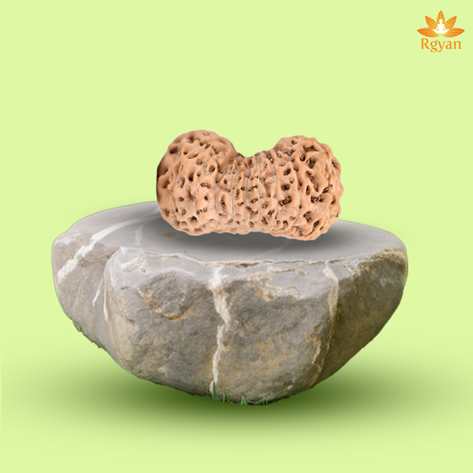 20 Mukhi Rudraksha – Indonesia