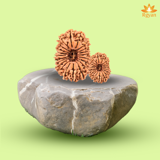 21 Faced Nepali Rudraksha - 21 Mukhi