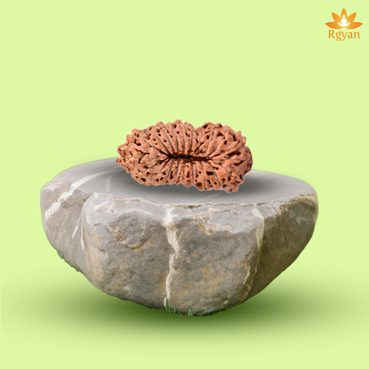 21 Mukhi Rudraksha – Indonesia