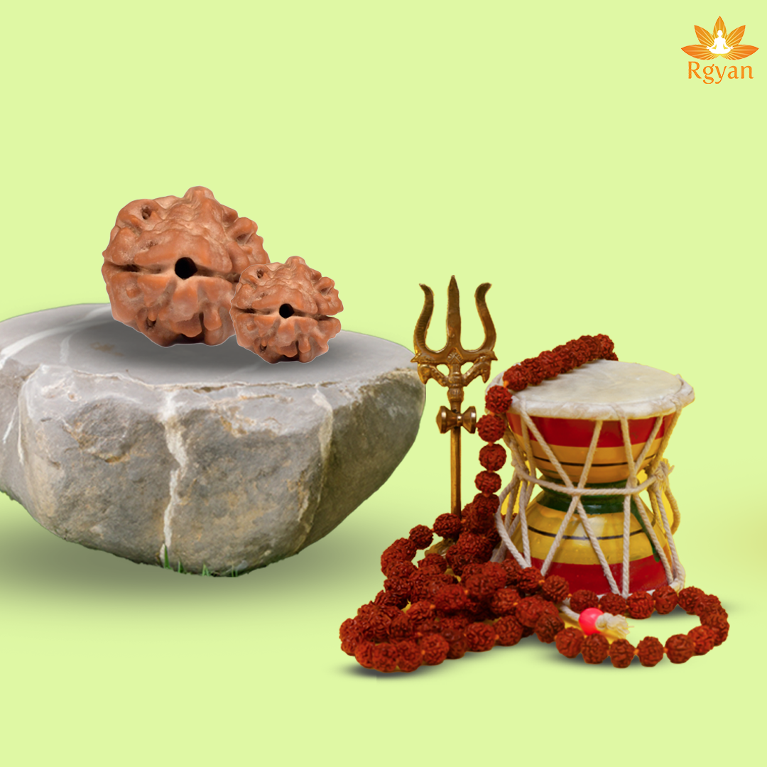 2 Faced Rudraksha – 2 mukhi Nepali(Small Size)