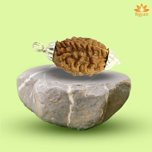 2 Faced Rudraksha – India 2 Mukhi