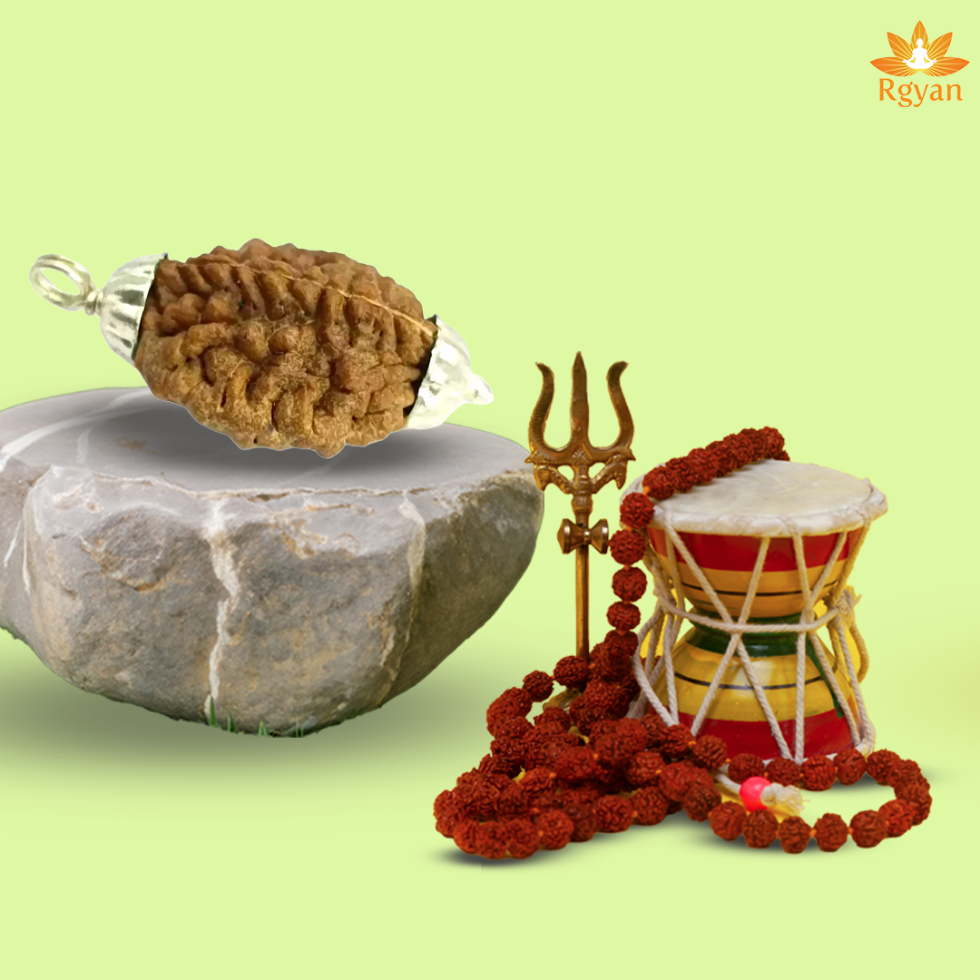 2 Faced Rudraksha – India 2 Mukhi