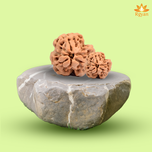 3 Faced Nepali Rudraksha - 3 Mukhi