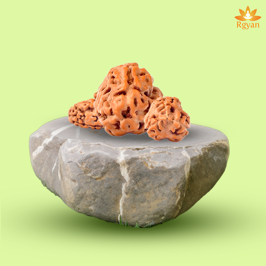 3 Mukhi Rudraksha – Indonesia