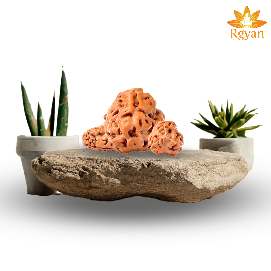 3 Mukhi Rudraksha – Indonesia