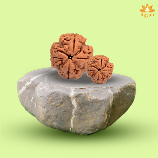 4 Faced Nepali Rudraksha - 4 Mukhi