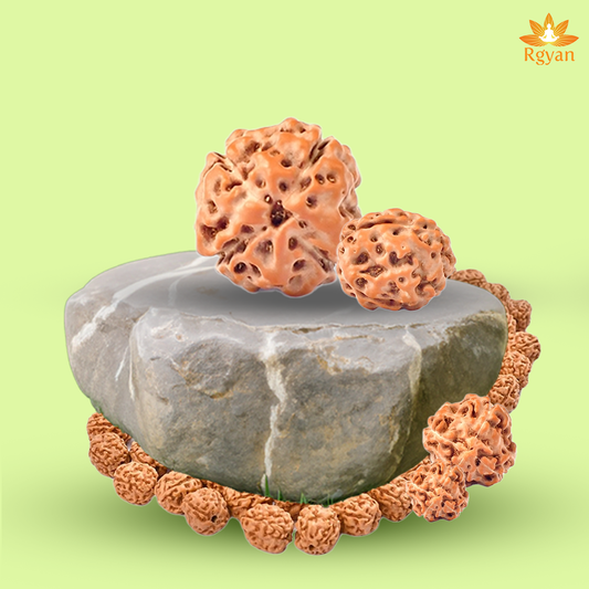4 Mukhi Rudraksha – Indonesia