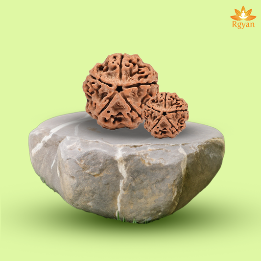 5 Faced Nepali Rudraksha - 5 Mukhi