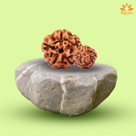 5 Mukhi Rudraksha – Indonesia