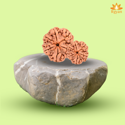 6 Faced Nepali Rudraksha - 6 Mukhi