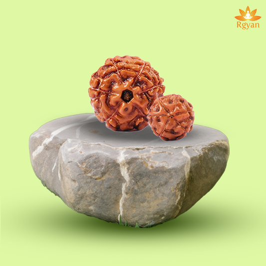 6 Mukhi Rudraksha – Indonesia