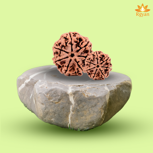7 Faced Nepali Rudraksha - 7 Mukhi