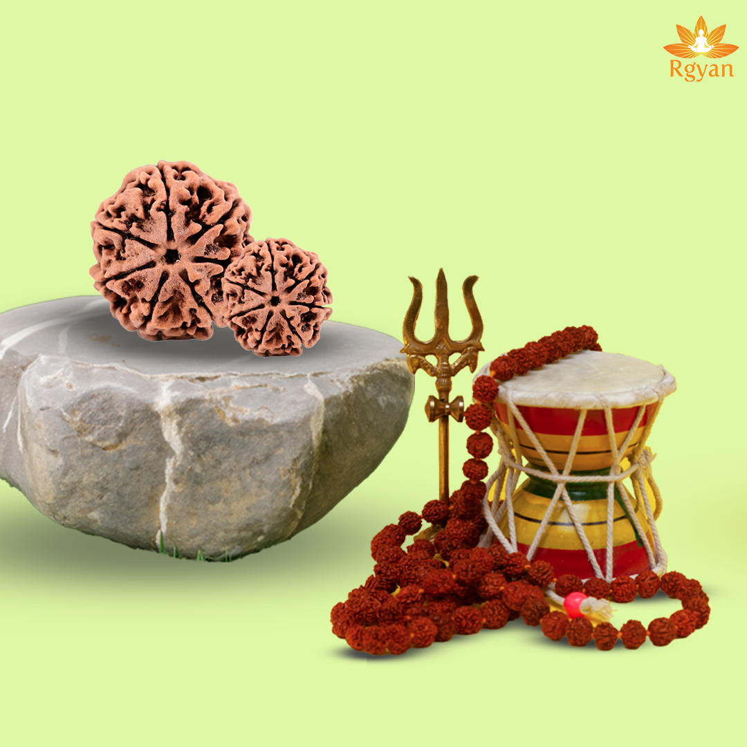 7 Faced Nepali Rudraksha - 7 Mukhi
