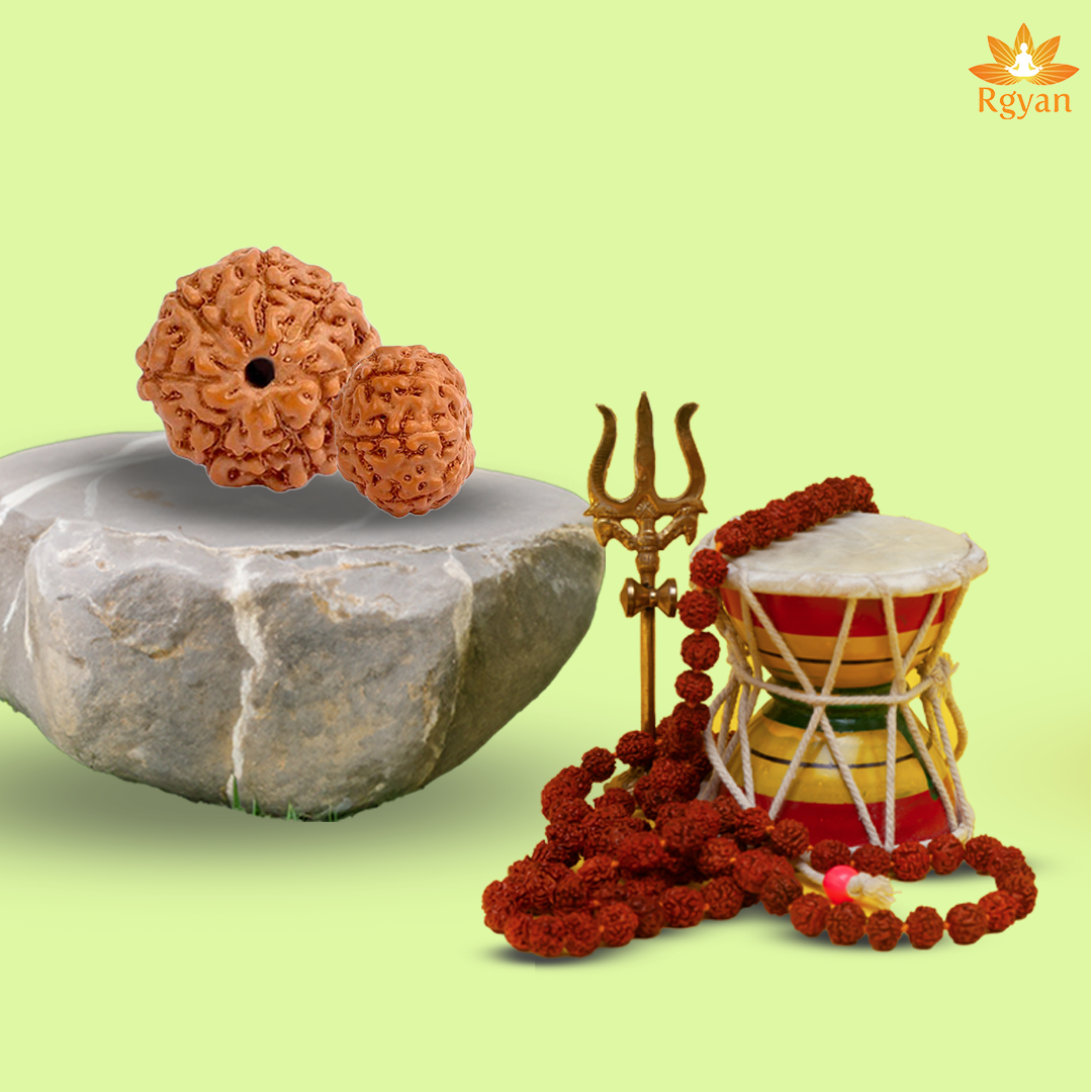 7 Mukhi Rudraksha – Indonesia