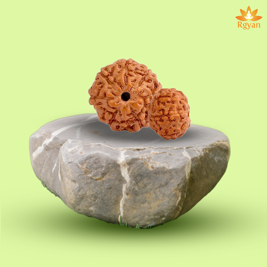 7 Mukhi Rudraksha – Indonesia