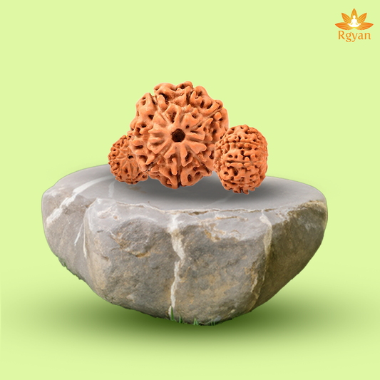 8 Mukhi Rudraksha – Indonesia