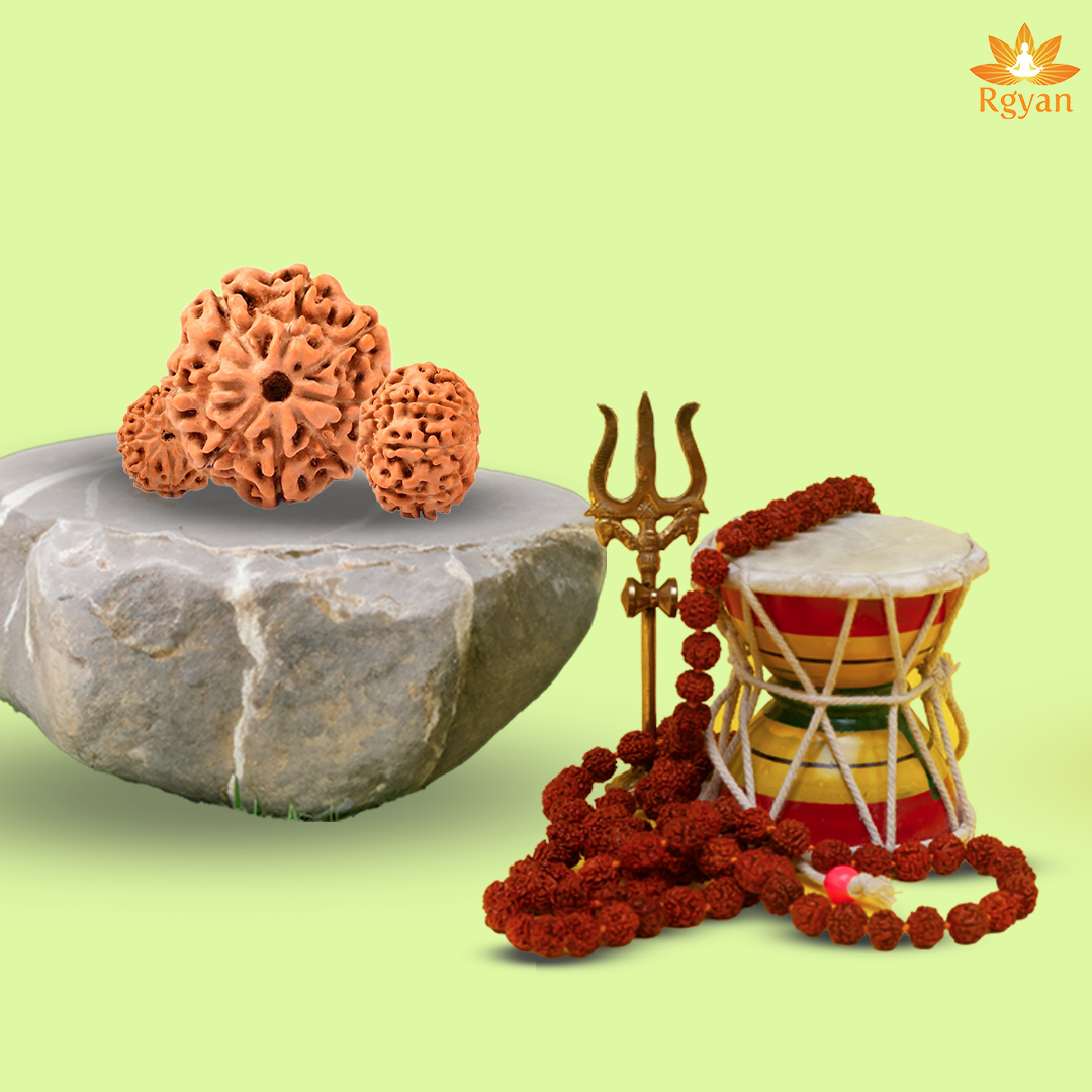 8 Mukhi Rudraksha – Indonesia