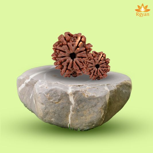 9 Faced Nepali Rudraksha - 9 Mukhi