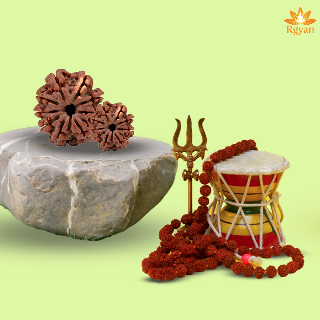 9 Faced Nepali Rudraksha - 9 Mukhi