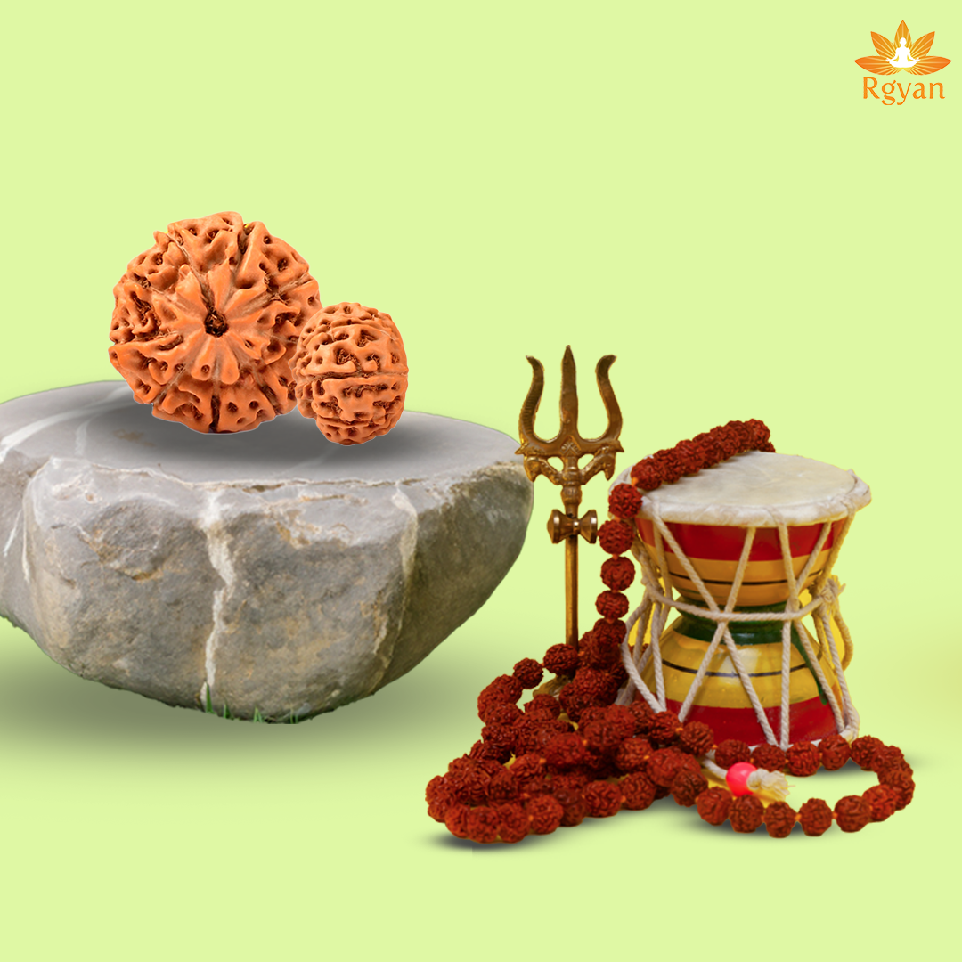 9 Mukhi Rudraksha – Indonesia