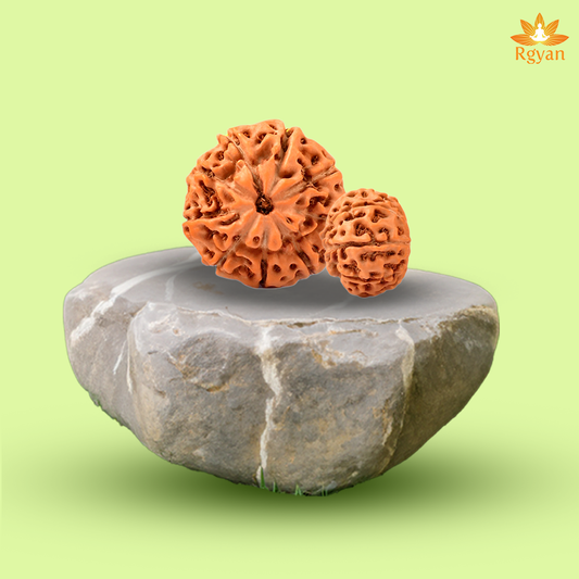 9 Mukhi Rudraksha – Indonesia